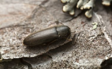 Çam kabuğunda Rushia parreyssii