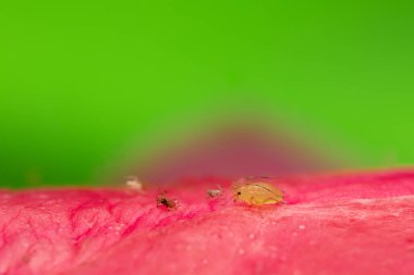 Kaktüs çiçeğine yaprak biti, büyüteç ile yakın çekim.