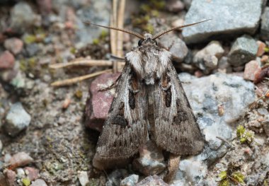 Archer 's Dart, Agrotis Vestigialis on rock, makro fotoğraf