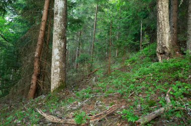  İsveç 'te el değmemiş ağaçlar huş ağacı, kavak ağacı ve köknar ile karıştırıldığında, bu çevre birçok böcek için önemlidir..