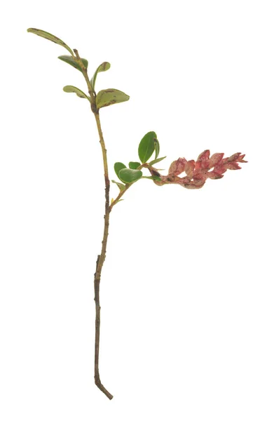 Exobasidium Vaccinii Cowberry Plant Isolated White Background Closeup Photo — Stock Photo, Image