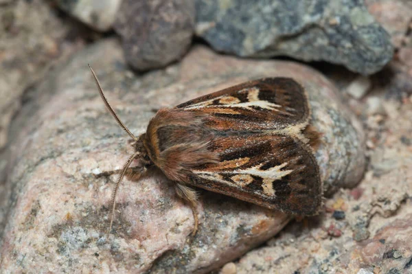 Antler Moth Cerapteryx Graminis Rock Macro Photo — 스톡 사진