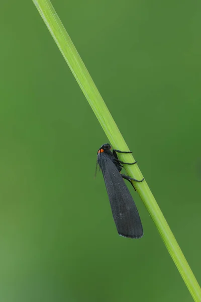 Red Necked Footman Atolmis Rubricollis Straw Green Background Copyspace — Stock Photo, Image