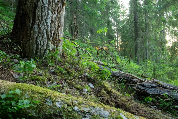 Arbre Trembles Bois Décomposition Dans Une Forêt Mixte Intacte Cet — Photo