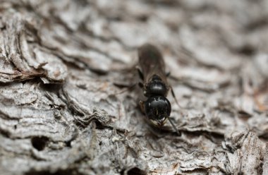 Hymenopteran böceği kabukta