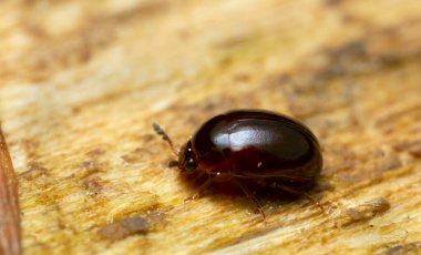 Yuvarlak mantar böceği, tahta üzerinde anisotoma böceği.