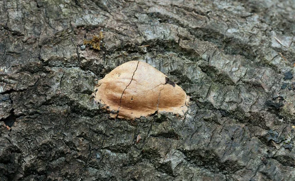 Schimmels Groeien Aspen Schors — Stockfoto