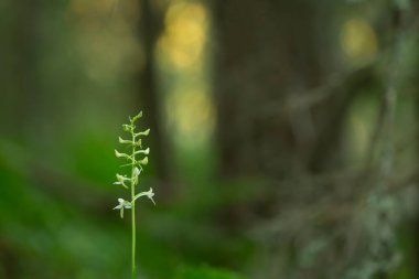 Kelebek orkidesi, Platanthera ve arka planda bulanık orman.