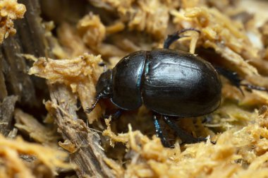 Dor Beetle, tahtada coğrafya, makro fotoğraf.
