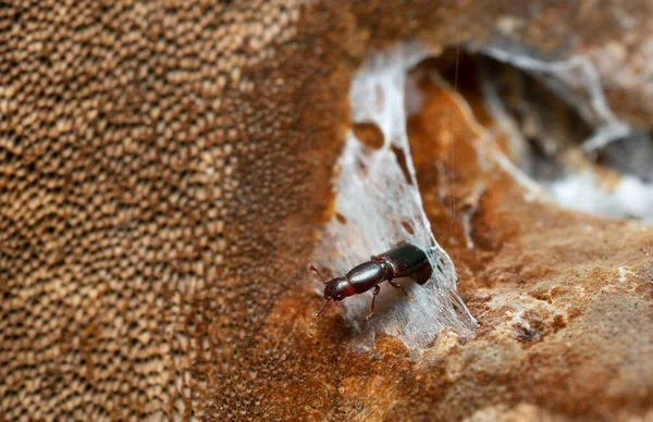 Minut Escarabajo Golpeado Rhizophagus Nitidulus Hongos — Foto de Stock