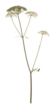 Platydracus Fulvipes beyaz arka planda izole edilmiş. Bu böcek bir yırtıcı..