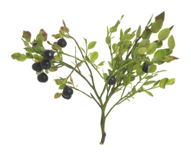 Bitkilerdeki yabanmersinleri beyaz arka planda izole edilmiş, yakın plan fotoğrafı.