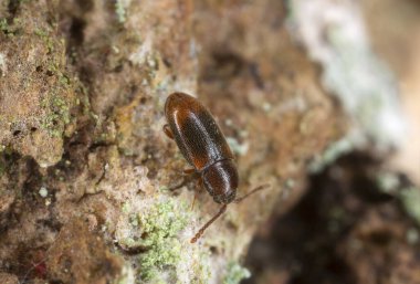 İpek mantar böceği, Atomaria affinis Aspen ağacında yüksek büyüteçle fotoğraflanmış.