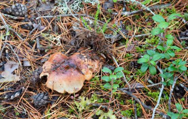 Dürüst şövalye, Tricholoma tavaları kozalaklı ortamda büyüyor.