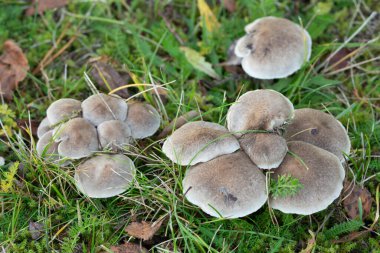Girdled knight, Tricholoma cingulatum mushrooms growing in natural environment clipart