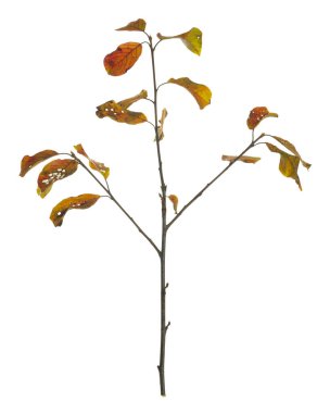 Elder buckthorn, Rhamnus frangula dalları sonbahar renklerinde beyaz arka planda izole edilmiş