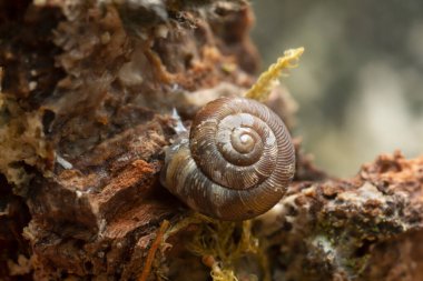 Disk salyangozu, Discus ruderatus tahtada