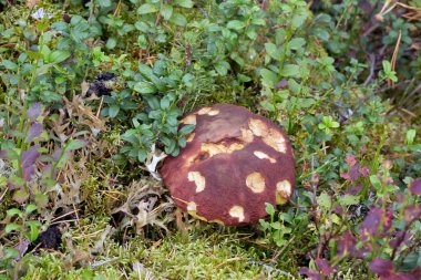 Yosun arasında hasarlı mantar.