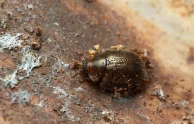 Kabuk-kemiren böcek, Thymalus limbatus, Trogossitidae tahtada, makro fotoğraf