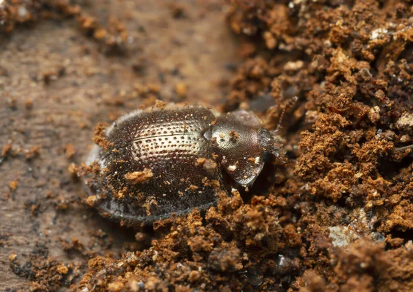 Escarabajo Roedor Corteza Thymalus Limbatus Trogossitidae Sobre Madera Macro Foto — Foto de Stock