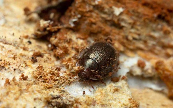 Escarabajo Roedor Corteza Thymalus Limbatus Trogossitidae Sobre Madera Macro Foto — Foto de Stock