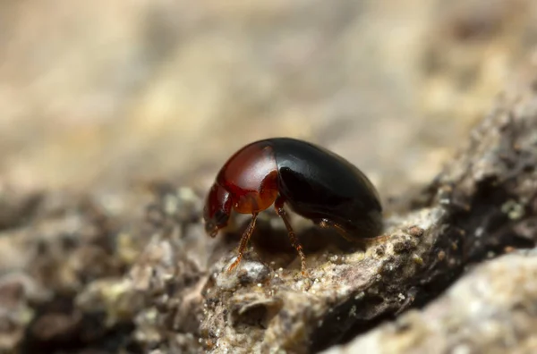 Ronde Schimmelkever Agathidium Nigripenne Aspenhout Macro Foto Met Hoge Vergroting — Stockfoto