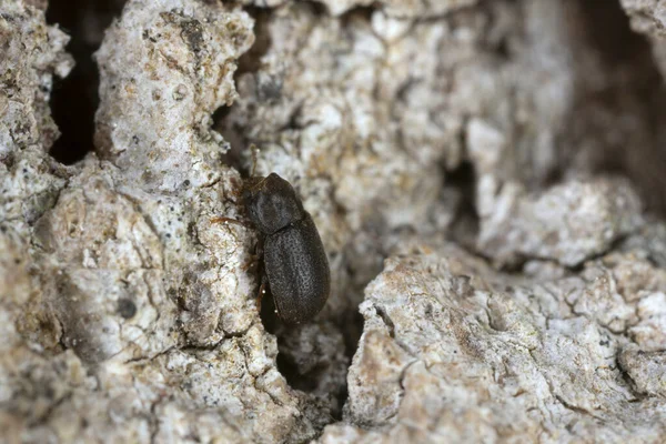 Platydracus Fulvipes Isolé Sur Fond Blanc Scarabée Est Prédateur — Photo