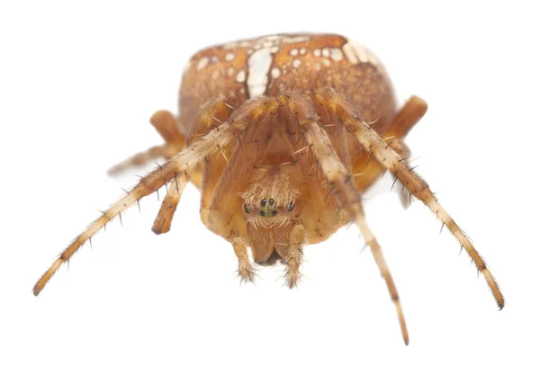 Aranha Cruzada Araneus Diadematus Isolado Fundo Branco Foto Macro — Fotografia de Stock