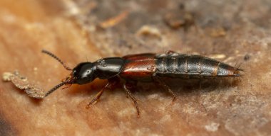 Rove Beetle, Quedius Laevigatus tahtada, makro fotoğraf