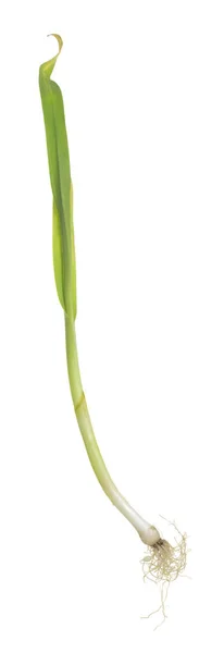 Leek Allium Scorodoprasum 배경에 — 스톡 사진