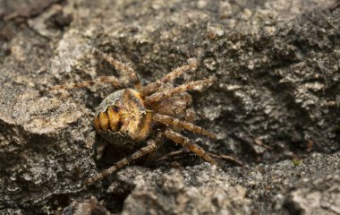 Küre dokumacı, Aspen kabuğunda Gibbaranea omoeda