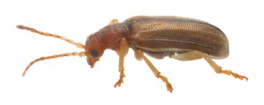 Yaprak böceği, Orsodacne serisi beyaz arka planda izole edilmiş.