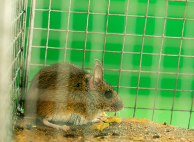 Fare, Apodemus insani bir tuzağa yakalandı. Bu hayvan insan evlerinde baş belası olabilir..