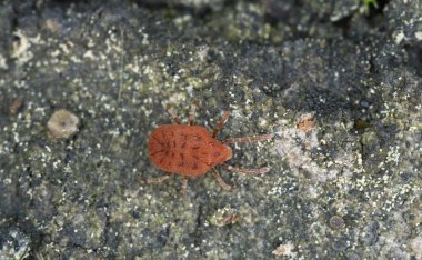Mite, Calyptostomatidae Aspen ağacının üzerinde yüksek büyüteçle fotoğraflanmış.