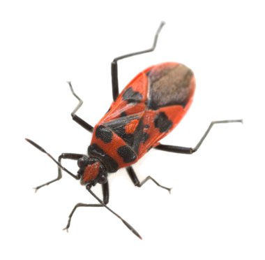 Tarçın böceği, Corizus hyoscyami beyaz arkaplanda izole edilmiş, makro fotoğraf.
