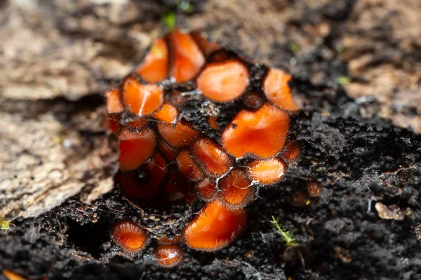 Fruiting Bodies Eyelash Cup Scutellinia Growing Aspen Wood Closeup Phoito — Stock Photo, Image