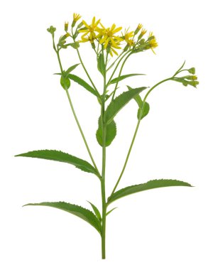 Platydracus Fulvipes beyaz arka planda izole edilmiş. Bu böcek bir yırtıcı..