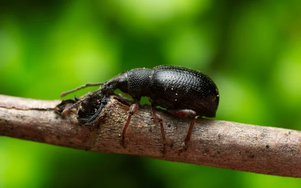 Platydracus Fulvipes Aislado Sobre Fondo Blanco Este Escarabajo Depredador —  Fotos de Stock