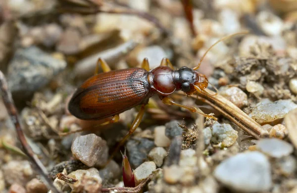 Escarabajo Tierra Leistus Terminatus Sobre Rocas Foto Macro Este Insecto — Foto de Stock