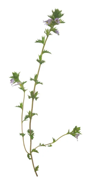 Strenge Augenbraue Euphrasia Stricta Isoliert Auf Weißem Hintergrund Diese Pflanze — Stockfoto