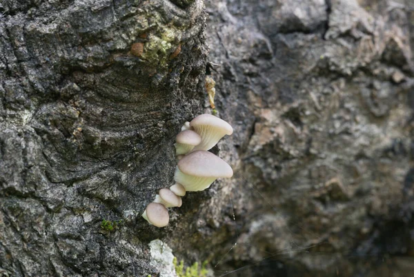 인도의 Pleurotus Pulmonarius 나무에서 자라고 — 스톡 사진