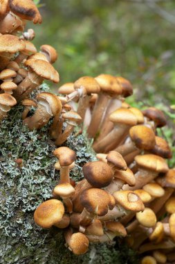 Armillaria mantarları huş ağacında yetişiyor, yakın plan fotoğraf.