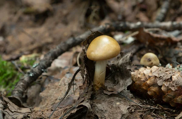 Omgord Webcap Cortinarius Trivialis Groeiend Tussen Bladeren — Stockfoto