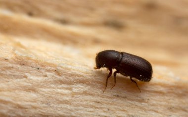 Ağaç kabuğu böceği, makro fotoğraf.