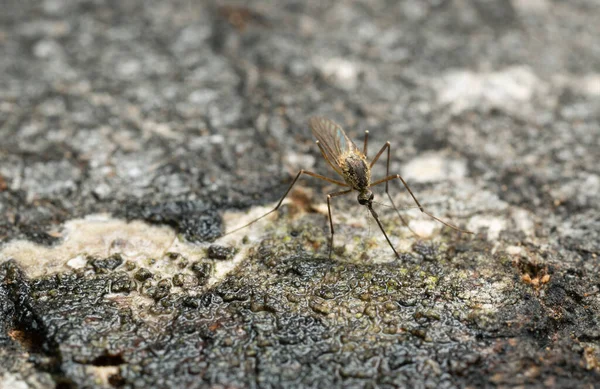 Mosquito Alimentándose Savia Árbol Álamo Foto Primer Plano —  Fotos de Stock