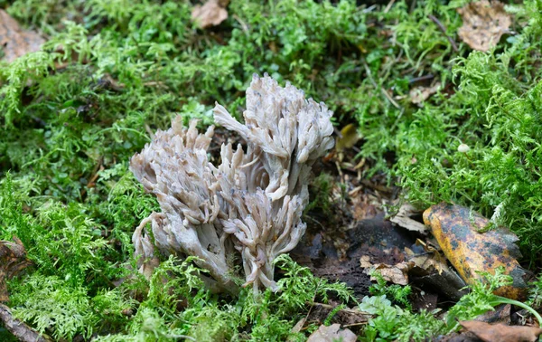 Koral Szary Clavulina Cinerea Rośnie Wśród Mchu Zbliżenie Zdjęcie — Zdjęcie stockowe