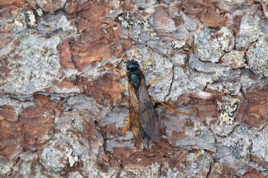Çelik mavisi orman yaban arısı, köknar kabuğunda Sirex juvencus, bu böcek kozalaklı ağaçta bir böcek olabilir.