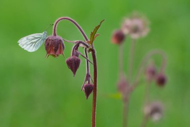 Yeşil damarlı beyaz, Pieris uykusu su havzalarında dinleniyor, Geum rakibi