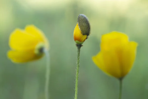 Lód Maku Papaver Croceum Wkrótce Rozkwicie Rozmazane Kwitnące Rośliny Tle — Zdjęcie stockowe