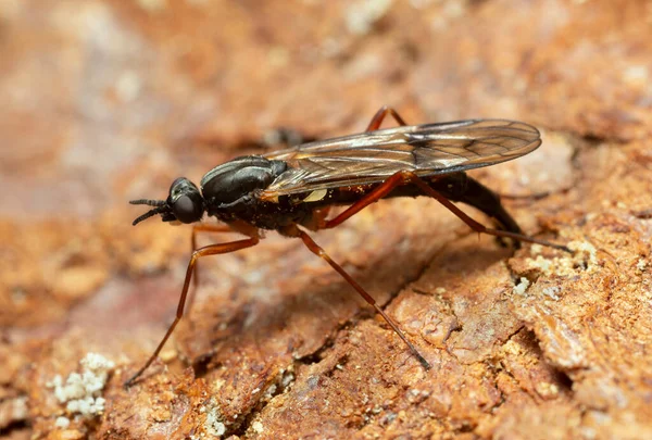 Dişi Arı Sineği Xylophagus Cinctus Oduna Yumurta Bırakıyor — Stok fotoğraf